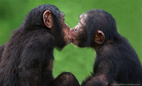 öpüşen maymunlar